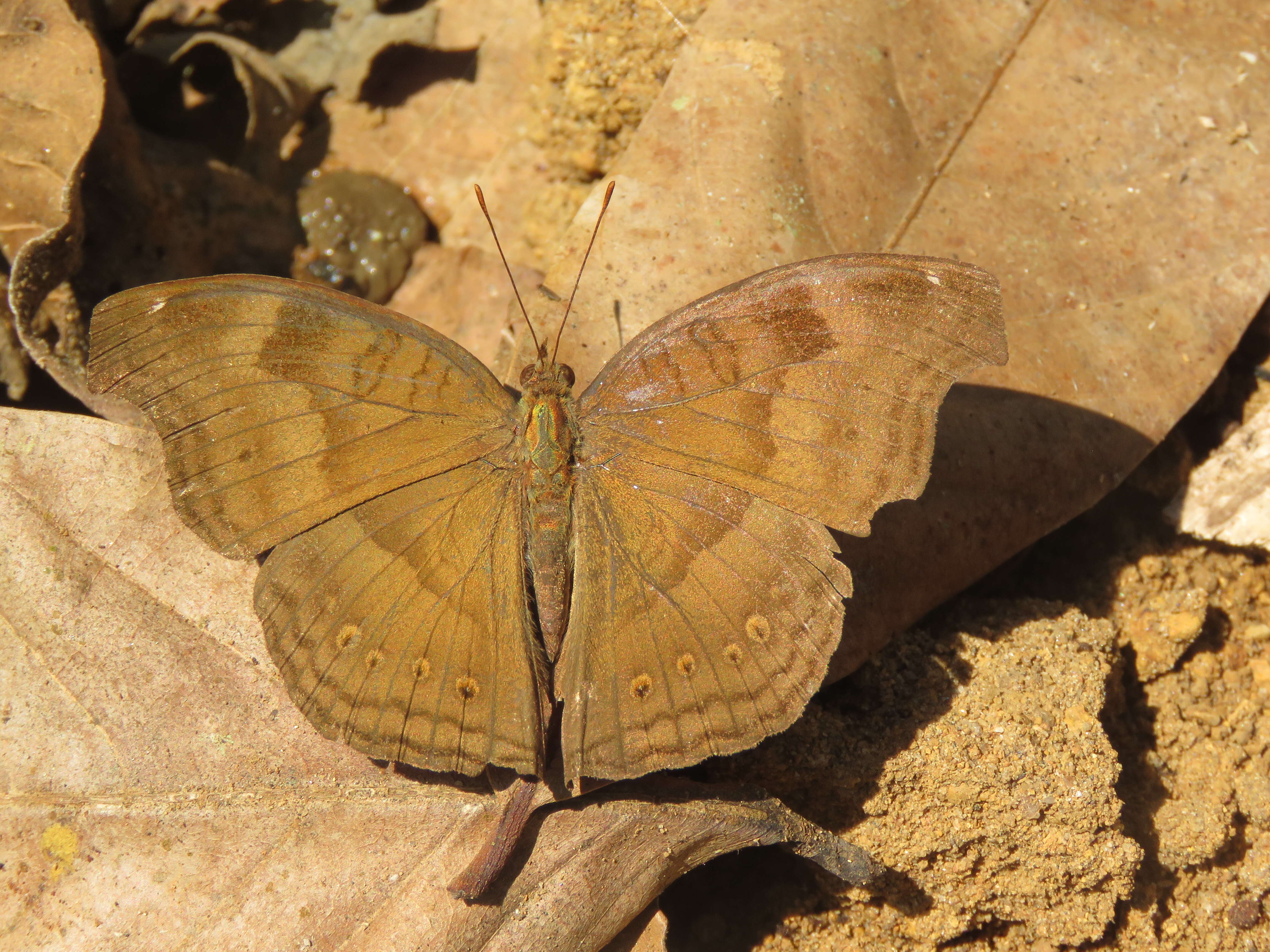 Image of chocolate pansy