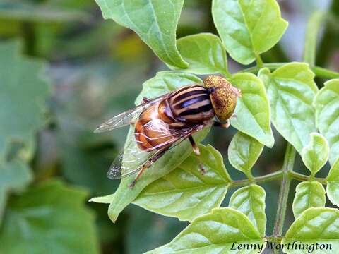 Image of Big-headed Lagoon Fly