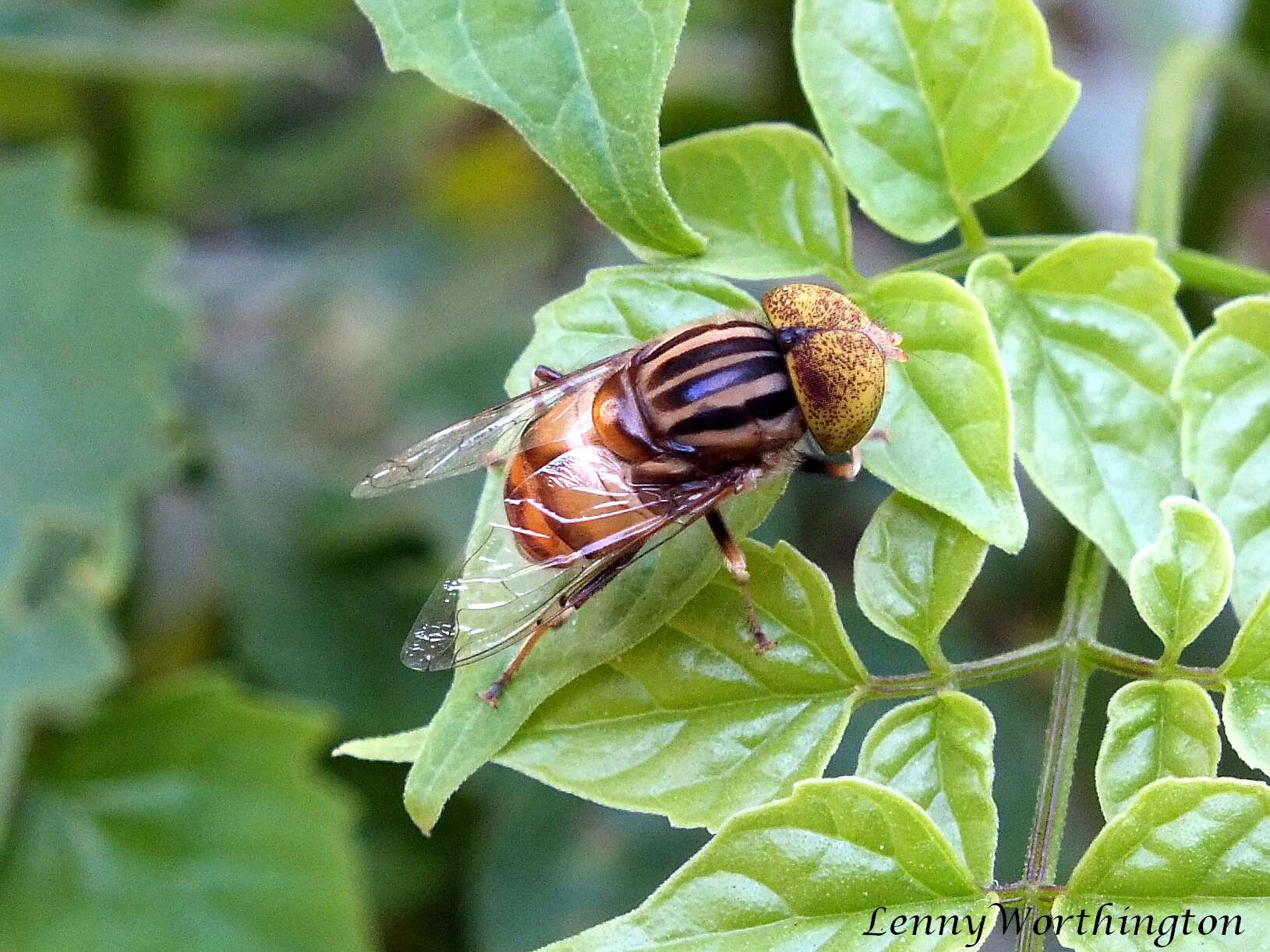 صورة Eristalinus megacephalus (Rossi 1794)