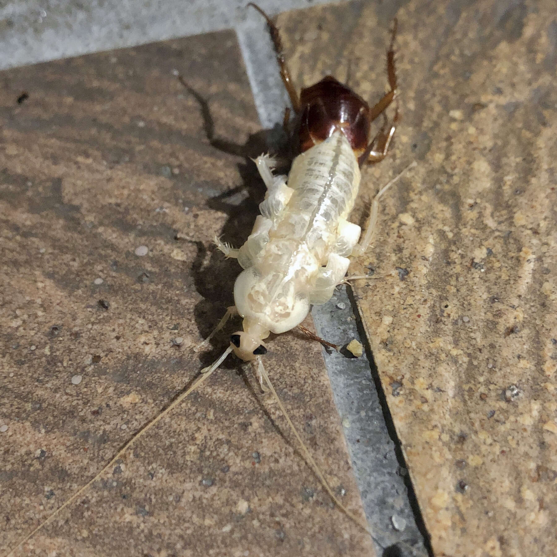 Image of German Cockroach