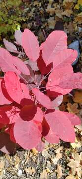 Image of European smoketree