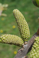 Image of Juglans ailantifolia