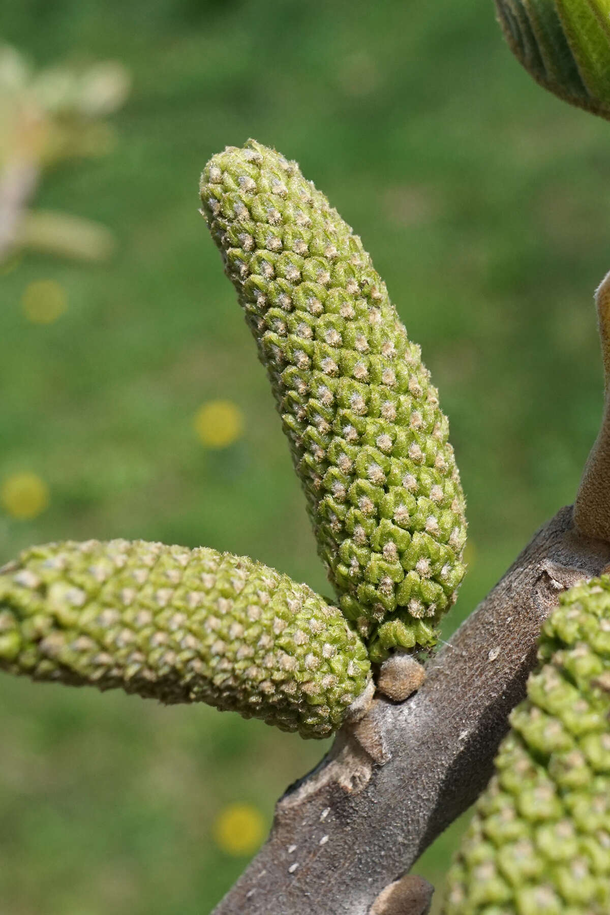 Image of Juglans ailantifolia