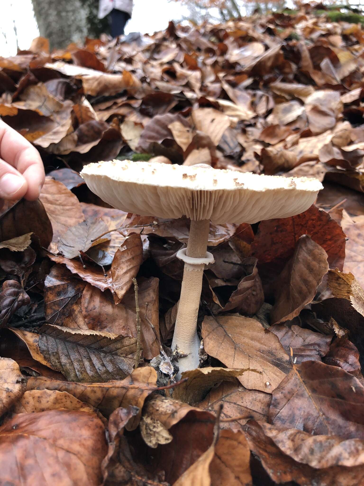 Слика од Macrolepiota mastoidea (Fr.) Singer 1951