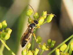 Sivun Ichneumon sarcitorius Linnaeus 1758 kuva