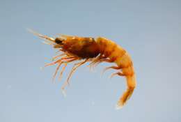Image of solenocerid shrimps