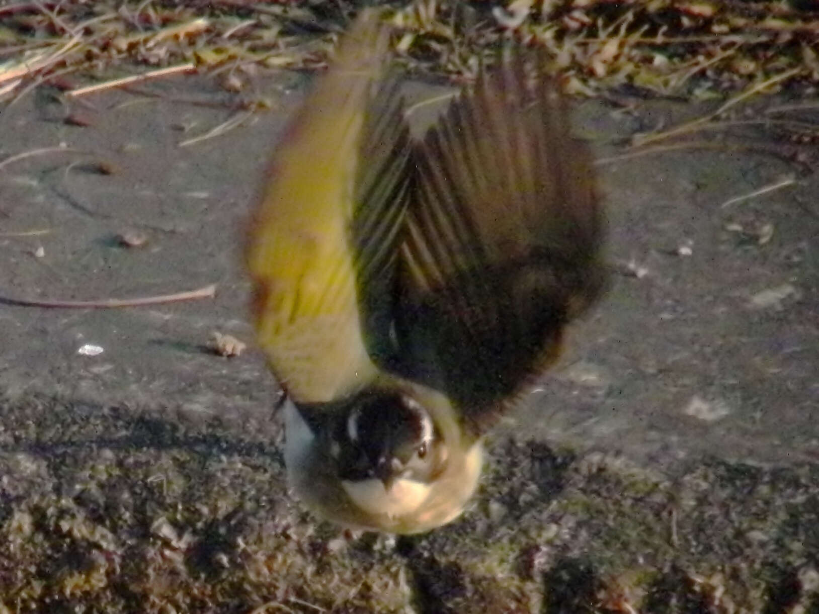 Image of Light-vented Bulbul