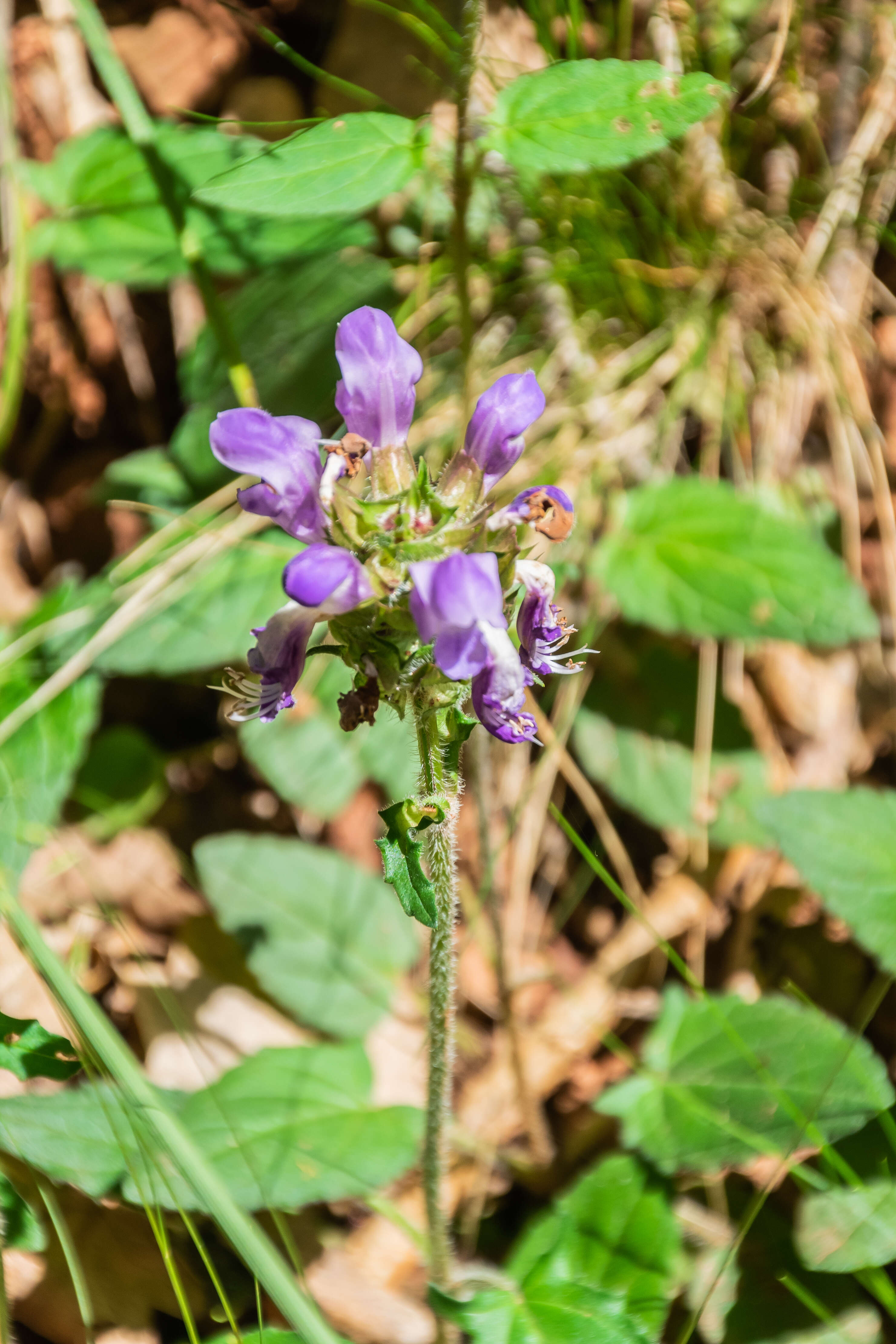 Image of large-flowered selfheal