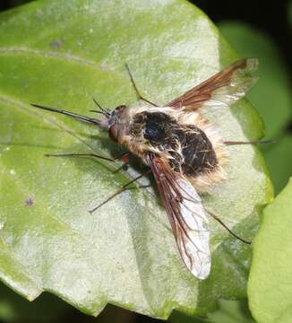 Image of Japanese pachysandra