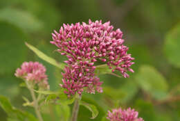 Image of hemp agrimony