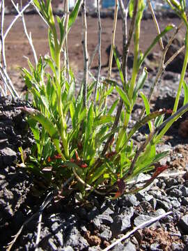 Image of Virginia pepperweed