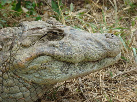 Image of Broad-snouted Caiman