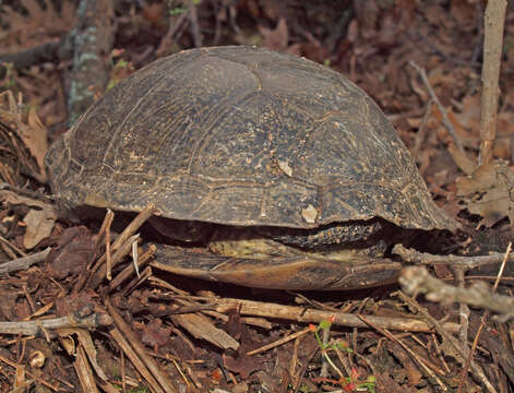 Imagem de Cágado-de-carapaça-estriada