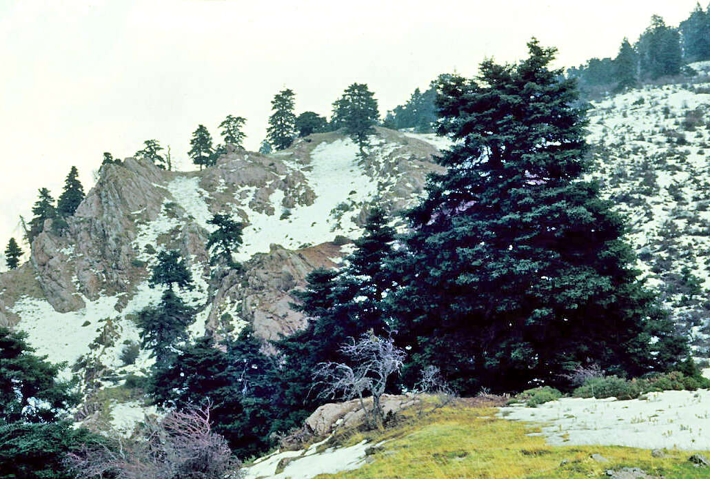 Image of Spanish Fir