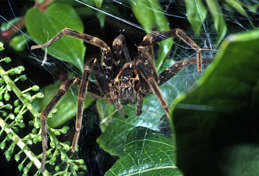 Image of Dolomedes minor L. Koch 1876