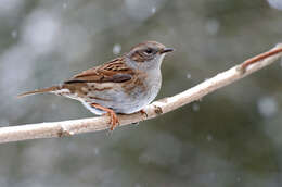 Image of Dunnock