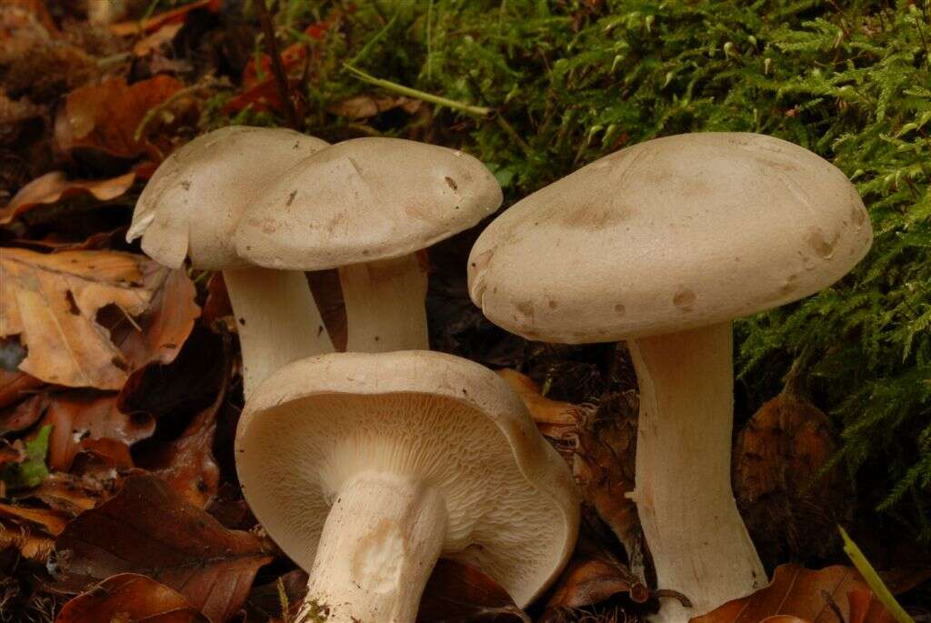 Image of Clitocybe nebularis (Batsch) P. Kumm. 1871