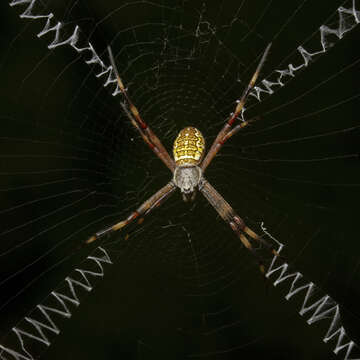 Imagem de Argiope katherina Levi 1983