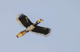 Image of Great Indian Hornbill