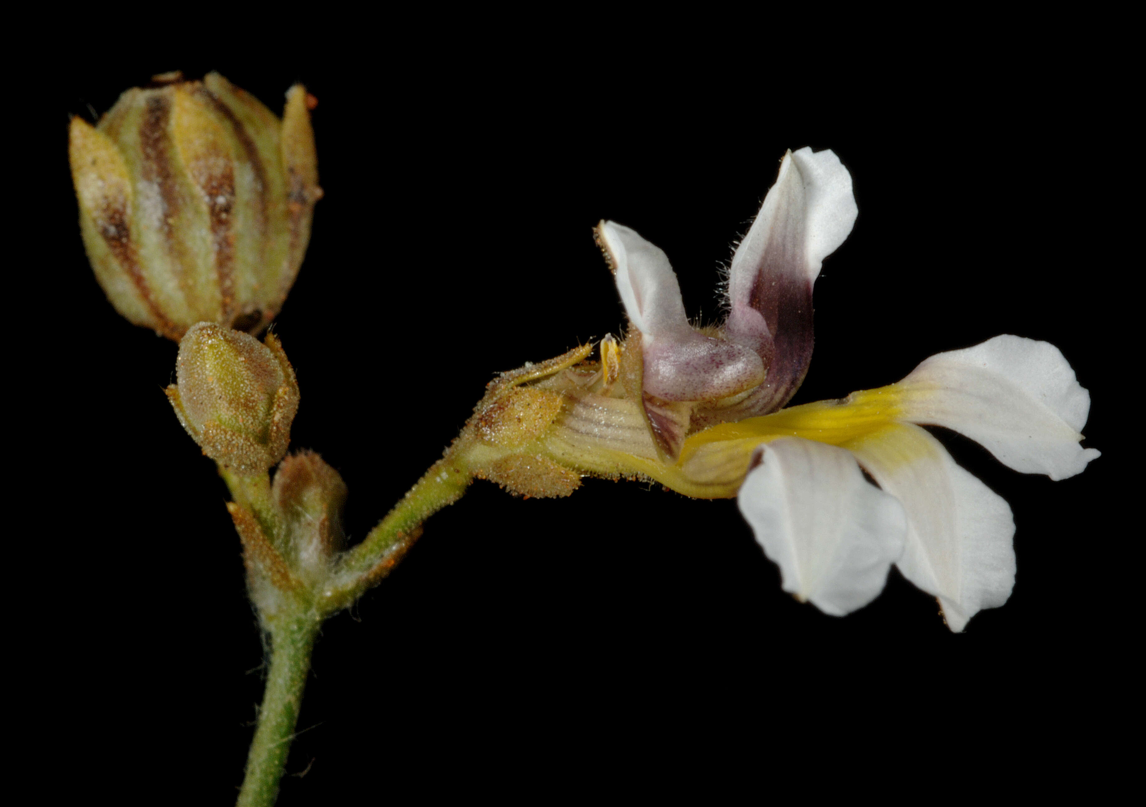 Image of Goodenia microptera F. Müll.