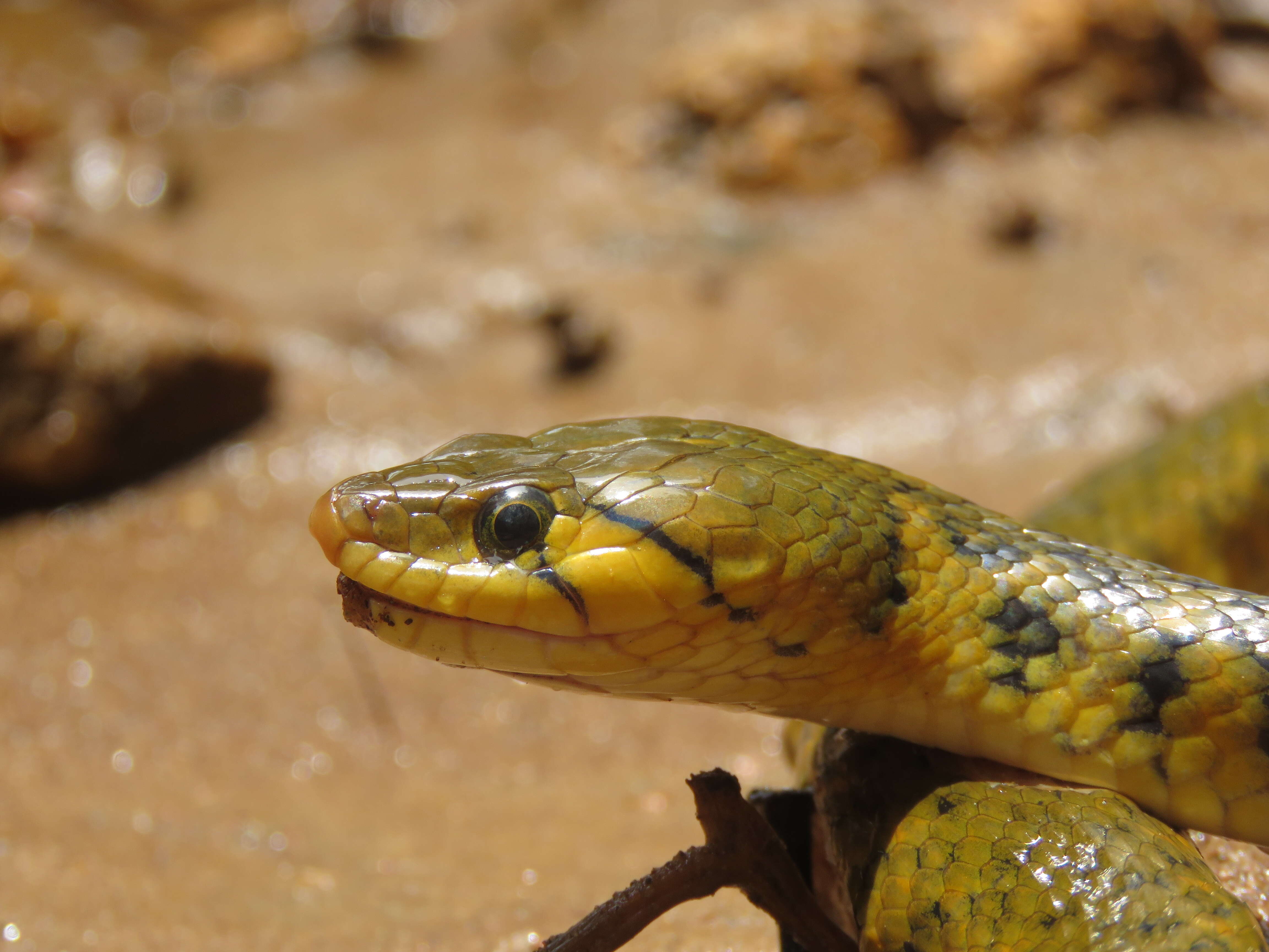 Image of Checkered Keelback Snake