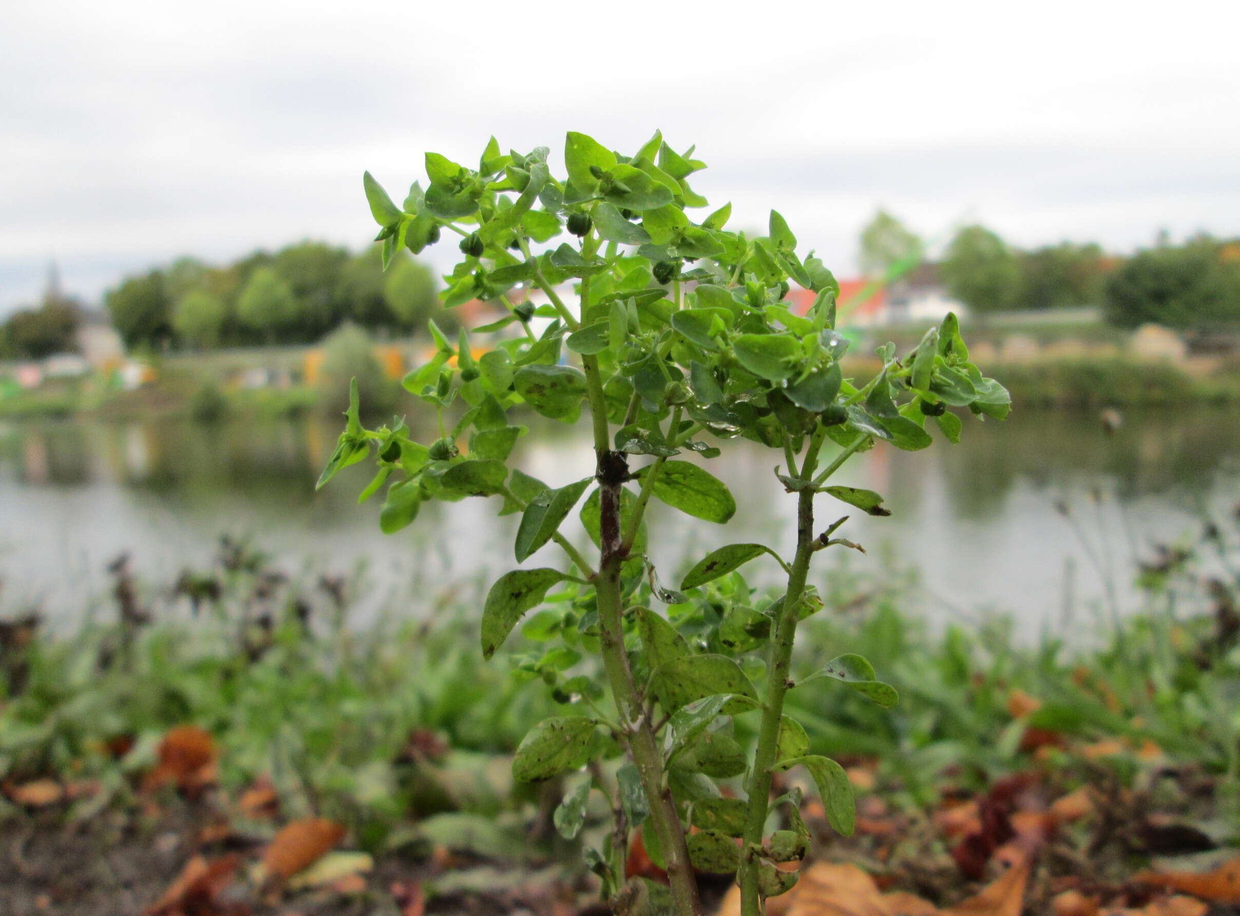 Image of cancer weed