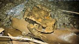 Image of Japanese Common Toad