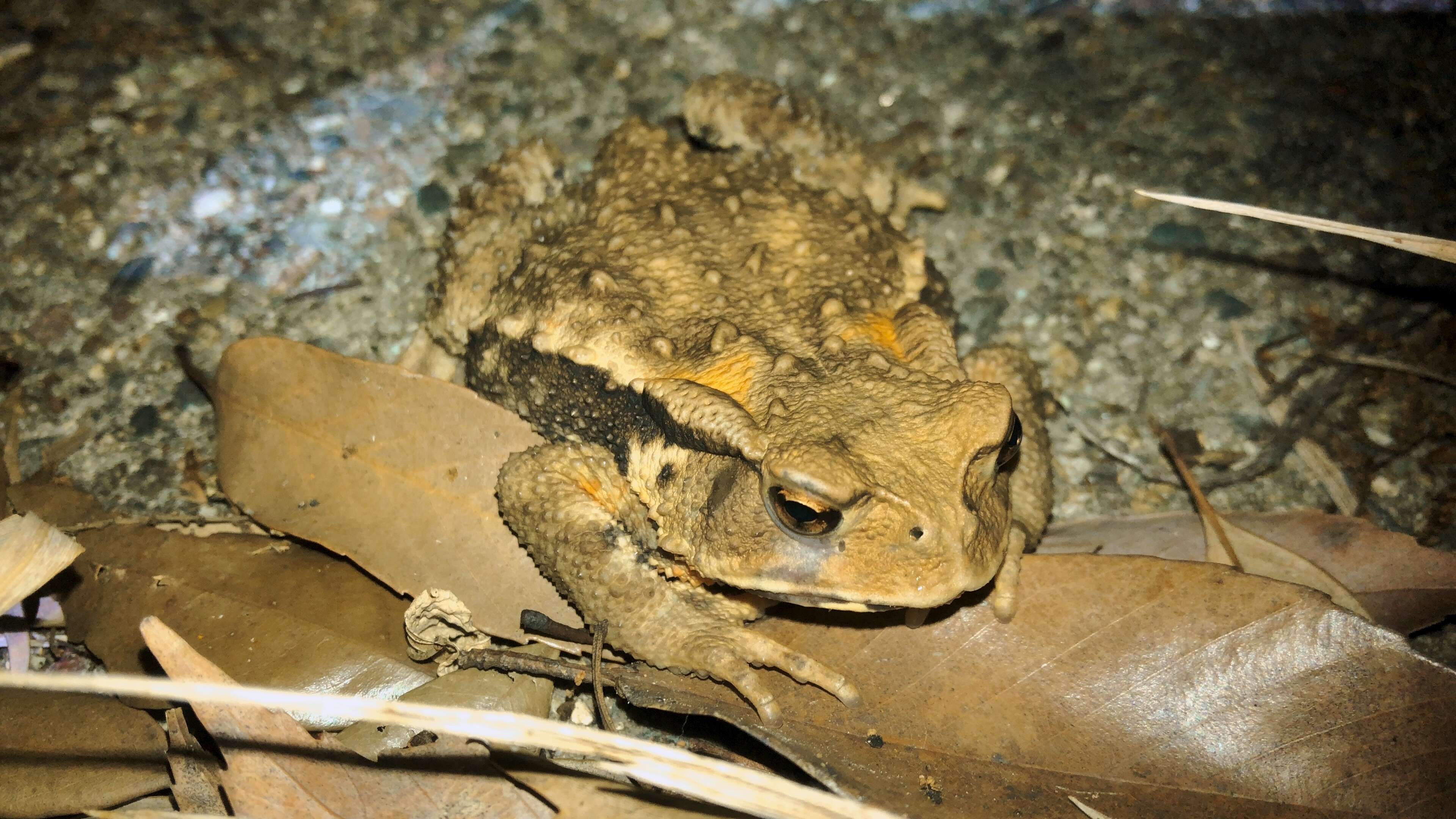 Image of Japanese Common Toad