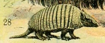 Image of Southern Naked-Tailed Armadillo
