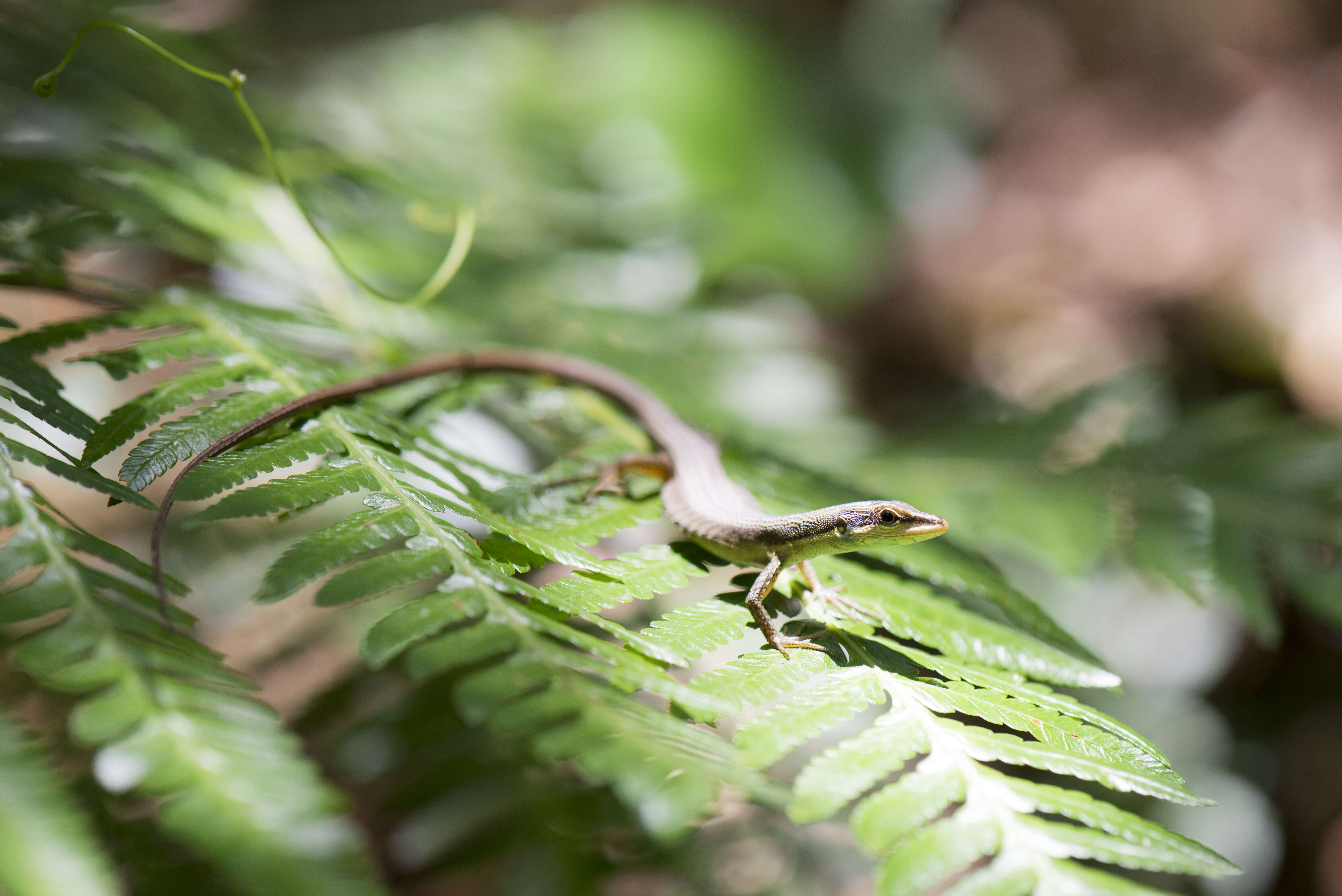 Image of Kuhne’s Grass Lizard