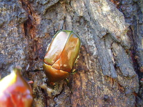 Image of Rhomborrhina japonica