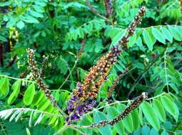 Image of desert false indigo