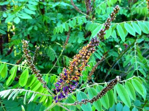 Image of desert false indigo