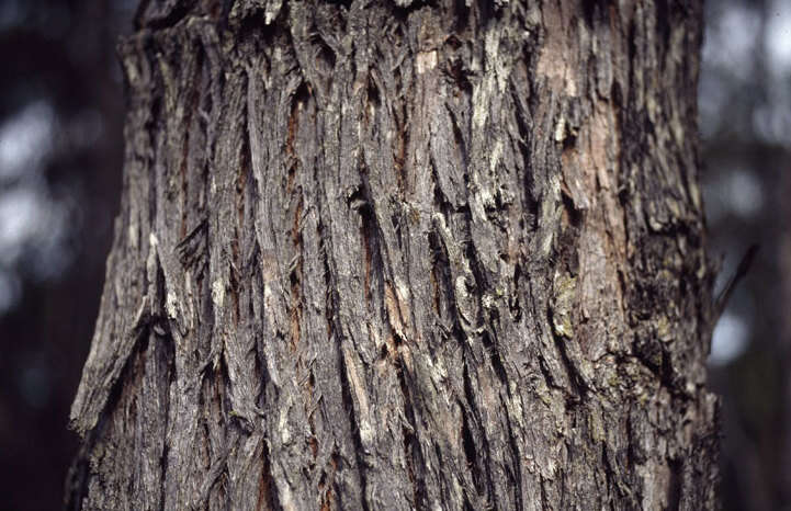 Image of Eucalyptus aromaphloia Pryor & J. H. Willis