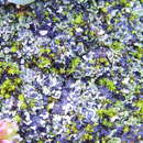 Image of placidiopsis lichen