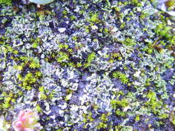 Image of placidiopsis lichen