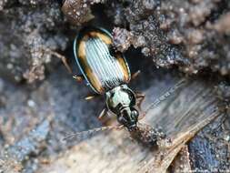 Image of Ground beetle