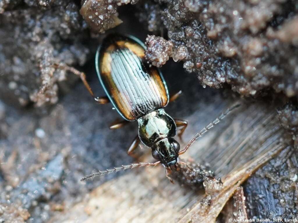 Image of Ground beetle