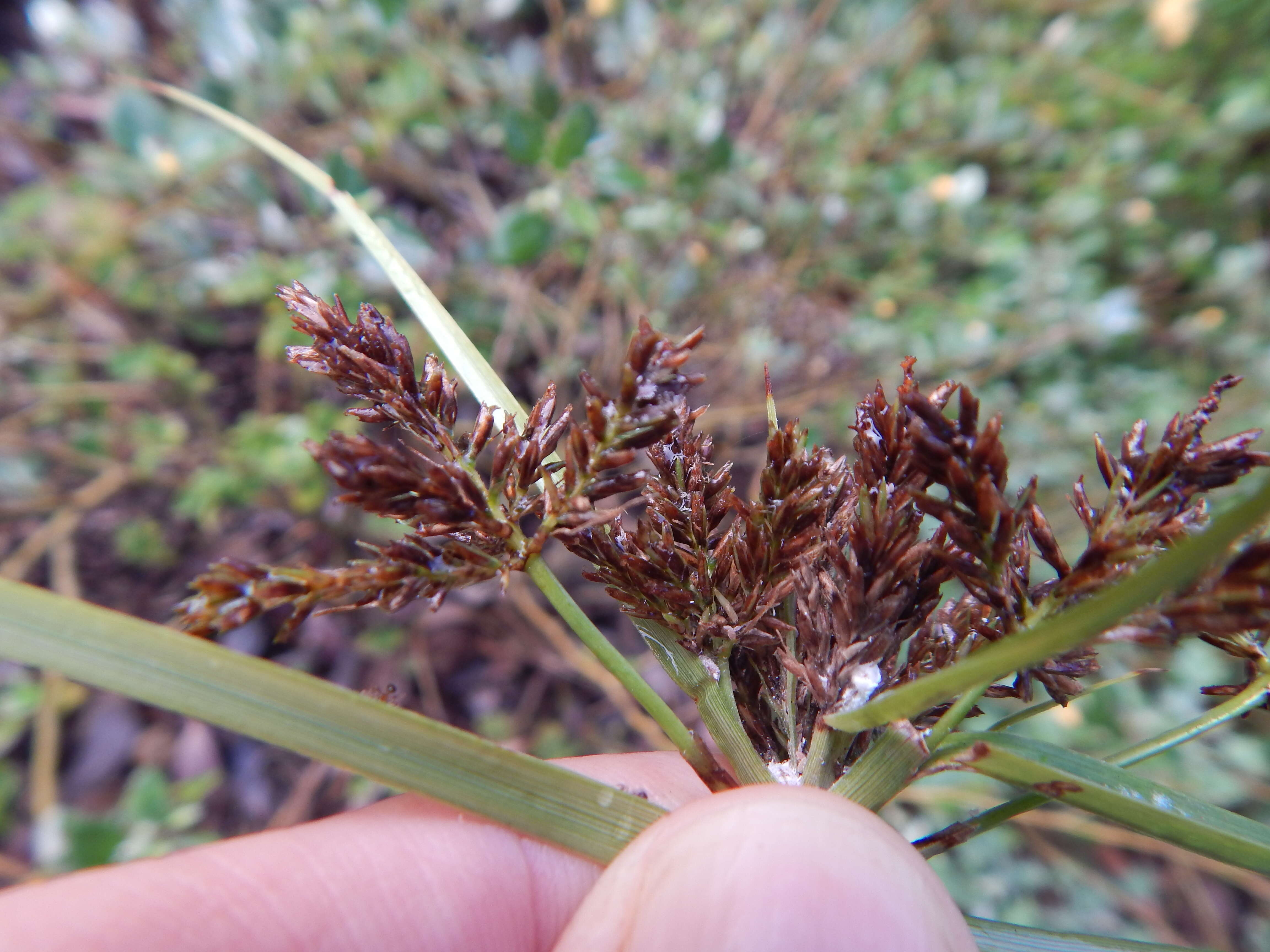 Image de Cyperus hillebrandii Boeckeler