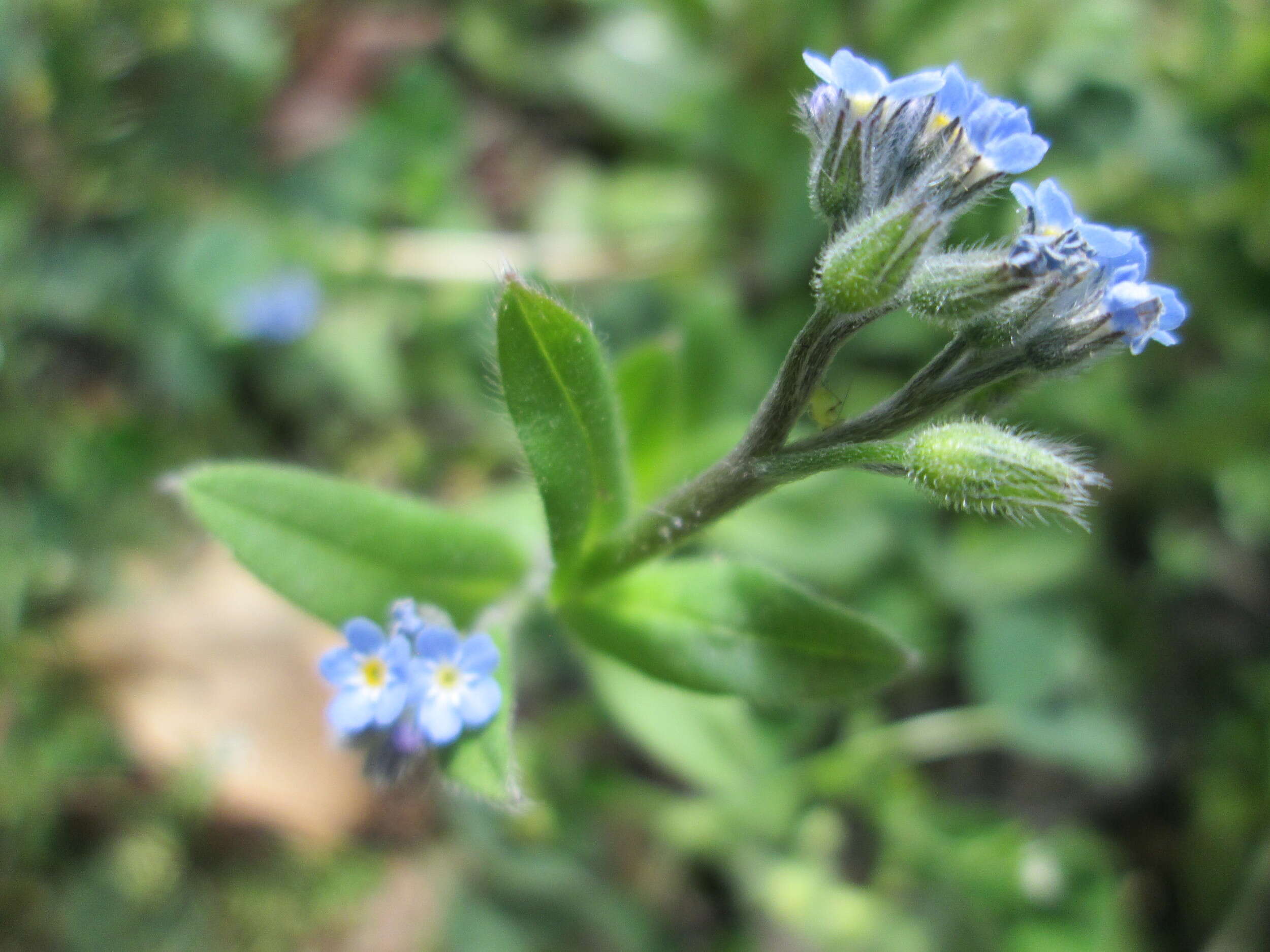 Image of field forget-me-not