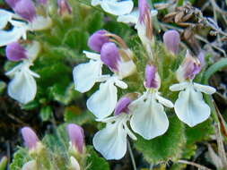 Слика од Teucrium pyrenaicum L.