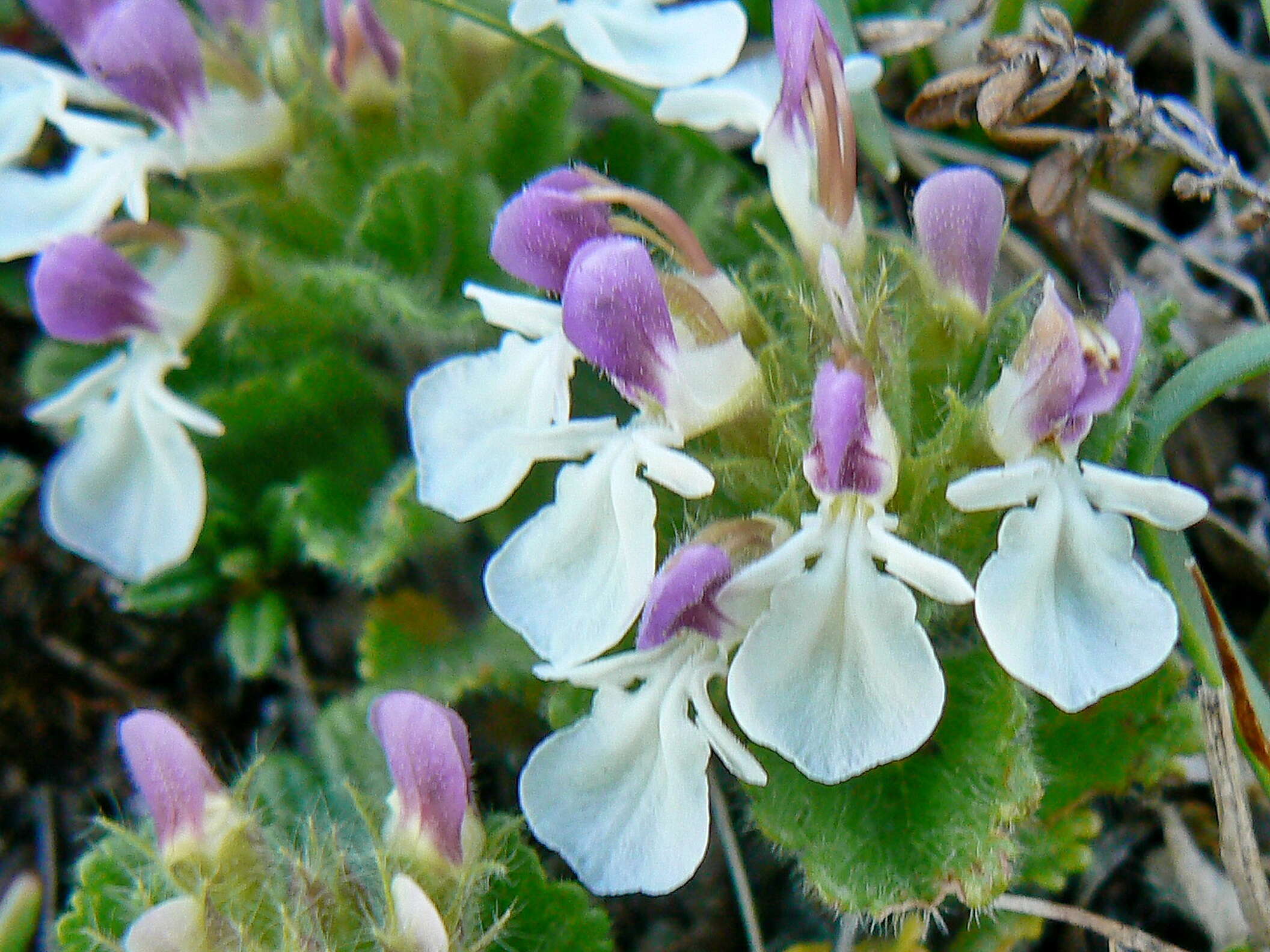 Слика од Teucrium pyrenaicum L.