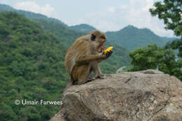 Image of Toque macaque