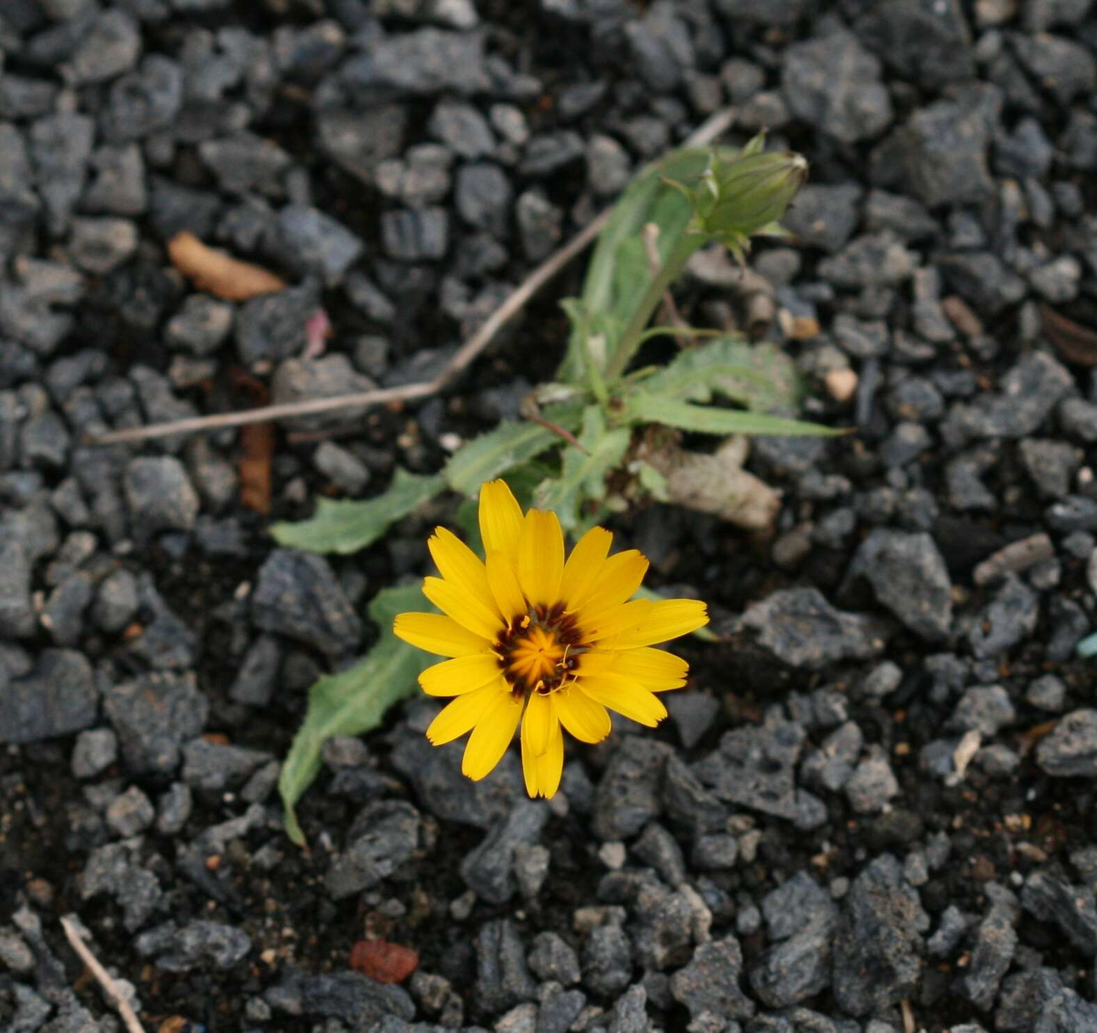 Image of False sowthistle