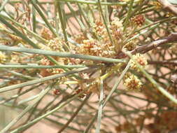 Image of Acacia coriacea subsp. sericophylla