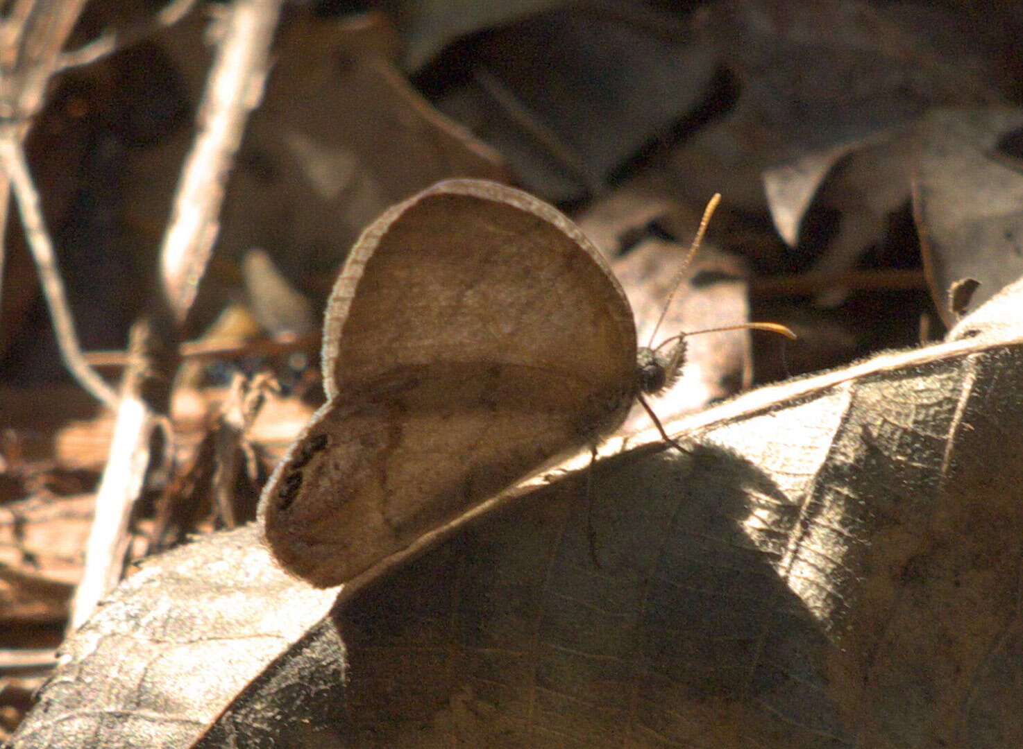 Image of Cyllopsis gemma