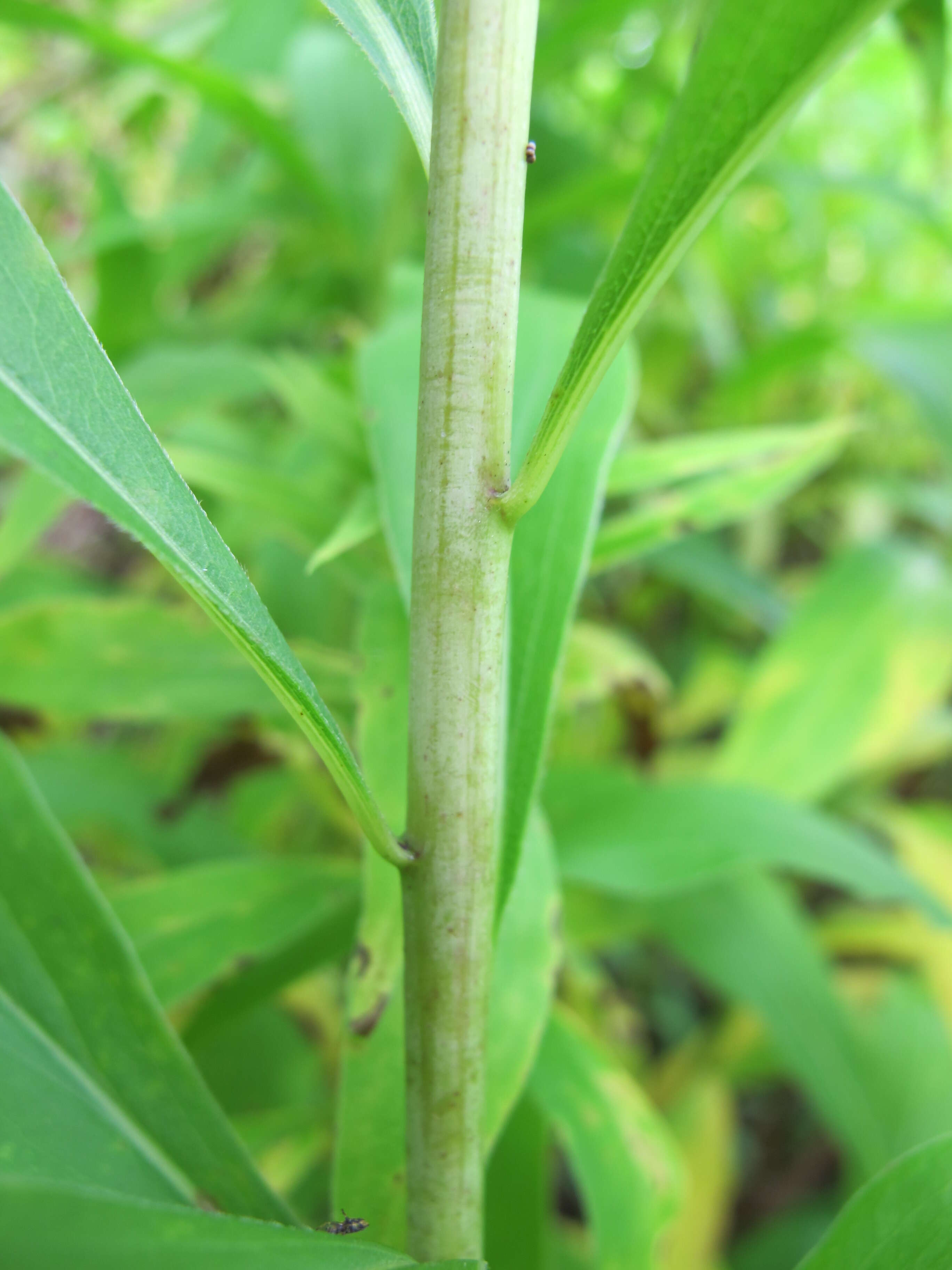 Imagem de Solidago gigantea Ait.