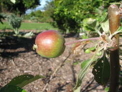 Image of paradise apple