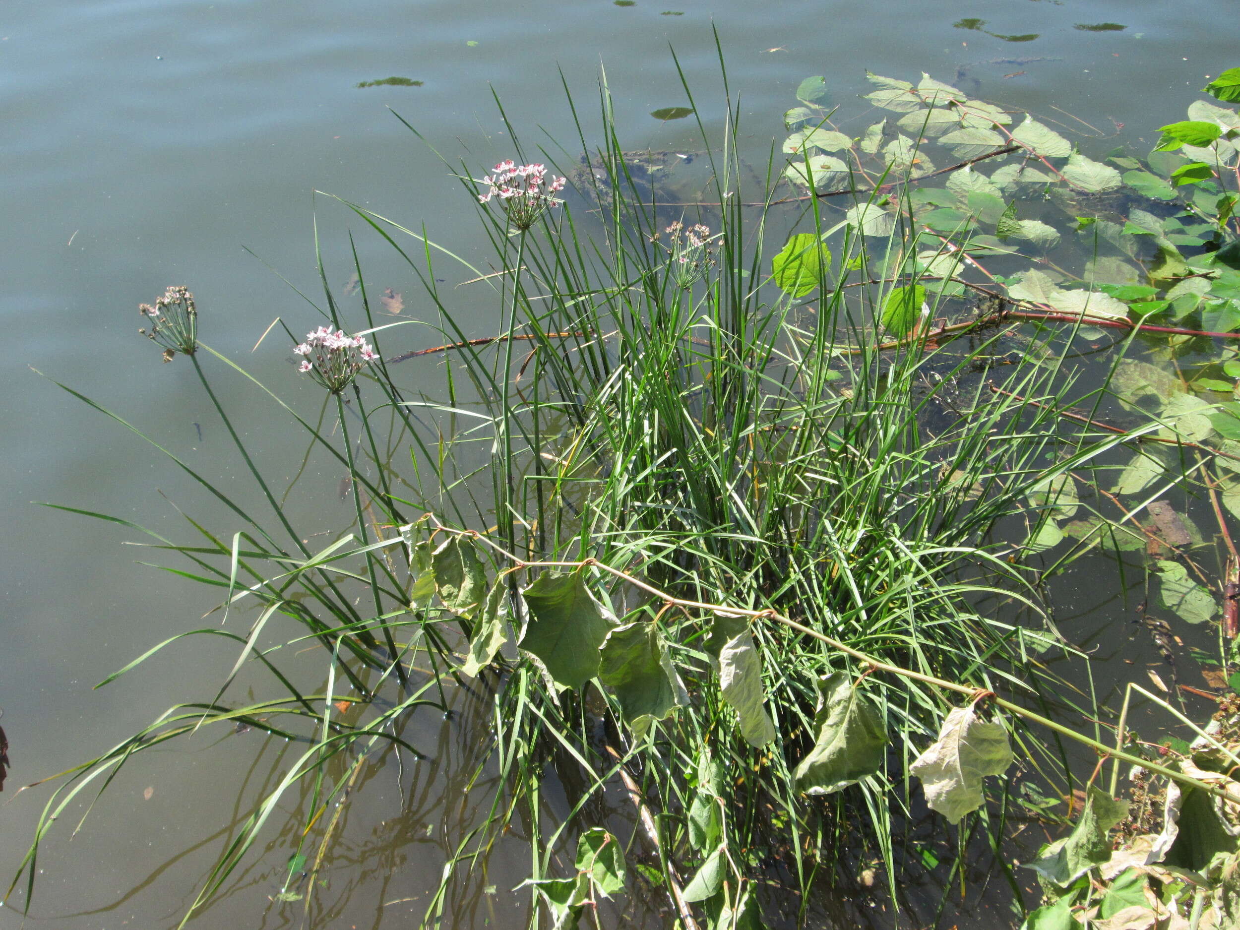 Image of flowering rush family