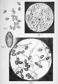 Sivun <i>Capillaria hepatica</i> kuva